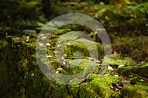 Piedras a árboles cubierto mecánico 